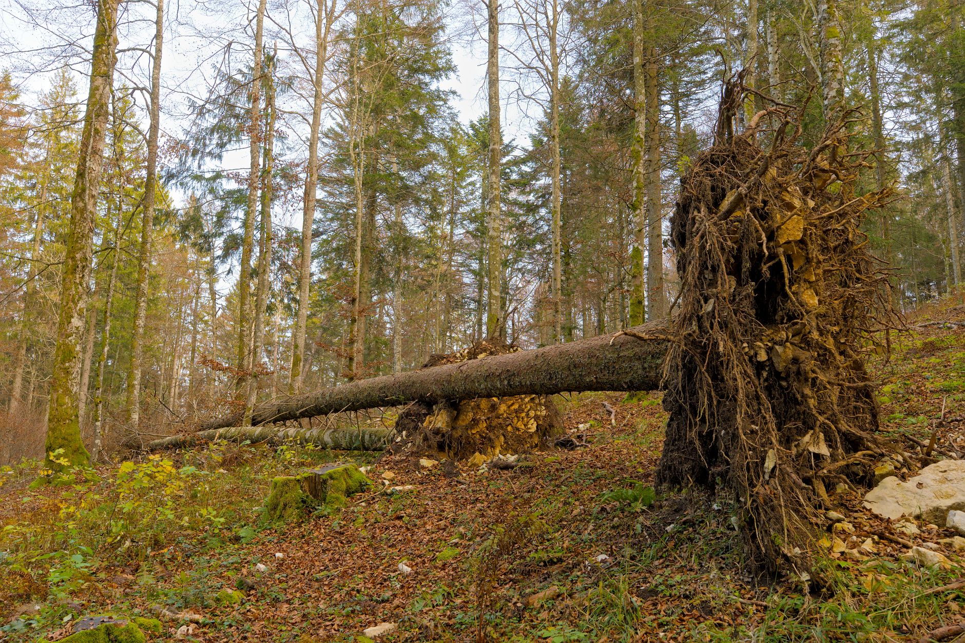 Enlèvement arbre urgence équipe à Chartres